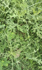 Zygogramma bicolorata