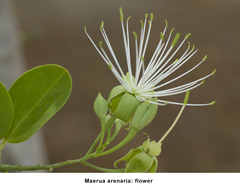 Maerua arenaria