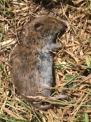 Microtus arvalis