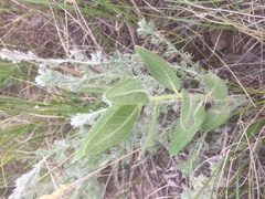 Asclepias lanuginosa