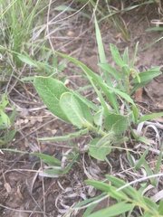 Asclepias lanuginosa