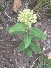 Asclepias lanuginosa