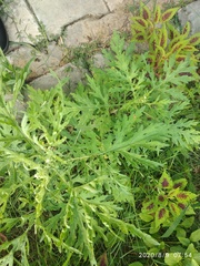 Zygogramma bicolorata