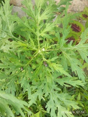 Zygogramma bicolorata