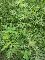 Zygogramma bicolorata