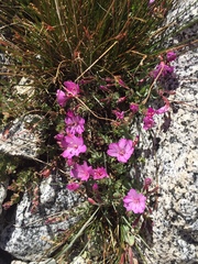 Epilobium obcordatum