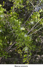 Maerua arenaria
