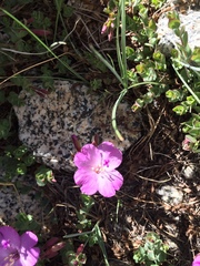 Epilobium obcordatum