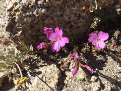 Epilobium obcordatum