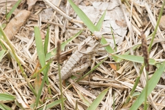 Haplotropis brunneriana