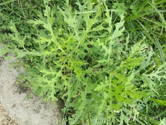 Zygogramma bicolorata