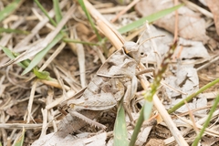 Haplotropis brunneriana