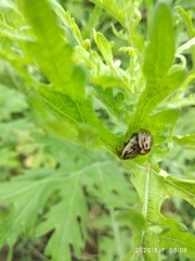 Zygogramma bicolorata