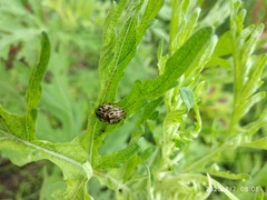Zygogramma bicolorata