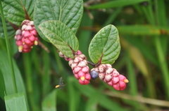 Cavendishia axillaris