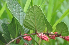 Cavendishia axillaris