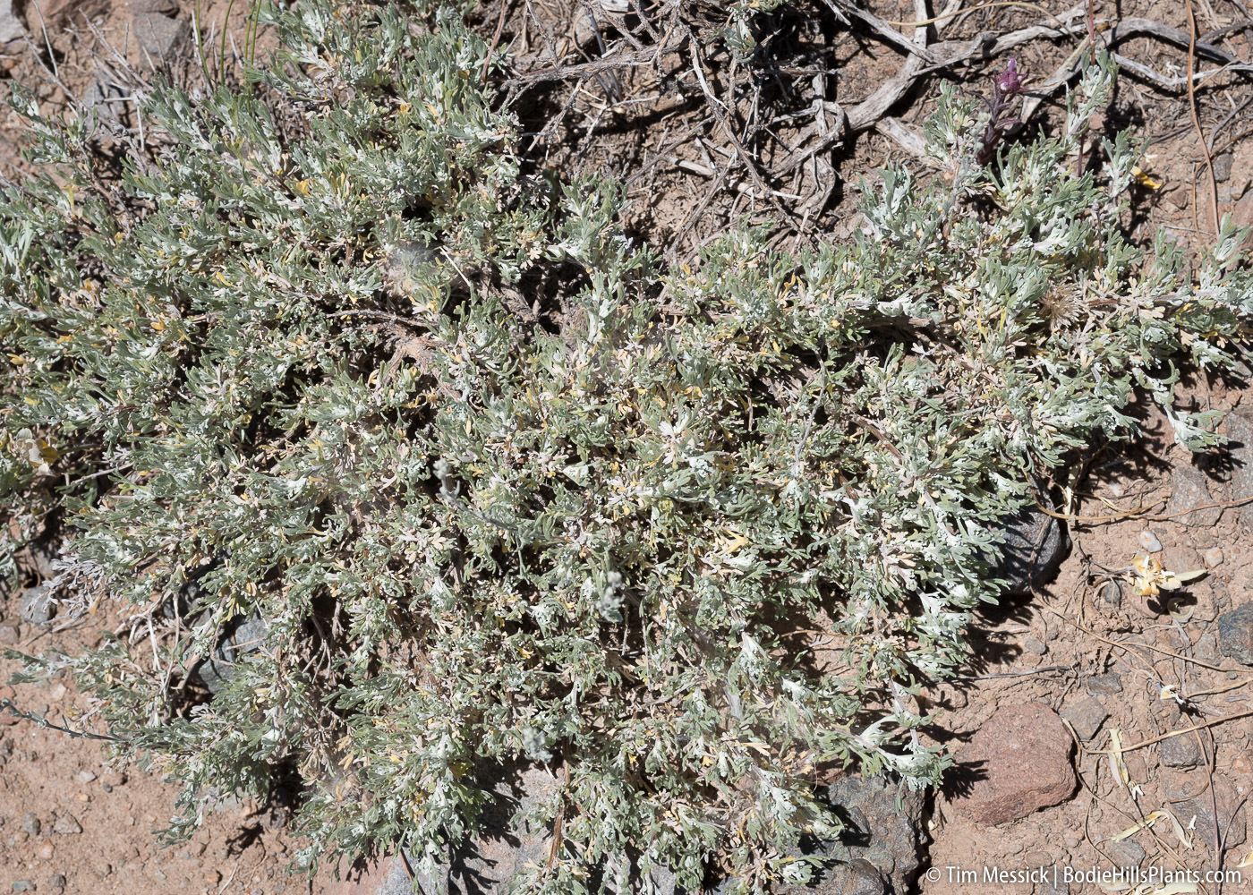 Artemisia arbuscula ssp. longiloba