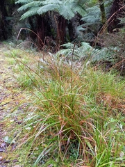 Carex imbecilla