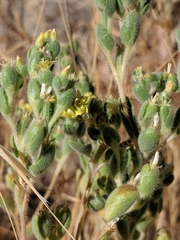 Mentzelia micrantha