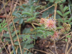 Calliandra humilis