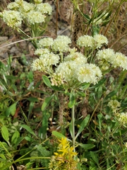 Eriogonum strictum