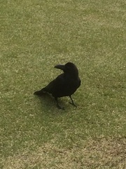 Corvus macrorhynchos japonensis