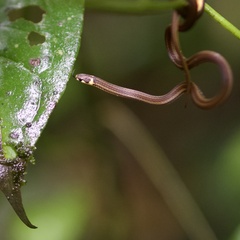 Tantilla reticulata image