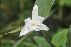 Sobralia macrophylla image