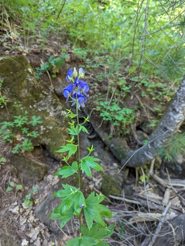 Columbian Monkshood