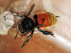 Eufriesea mexicana