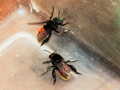 Eufriesea mexicana
