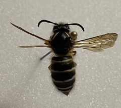 Dolichovespula albida