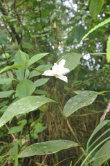 Sobralia macrophylla