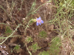 Penstemon linarioides