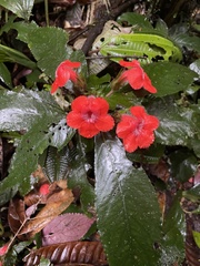Nautilocalyx erytranthus