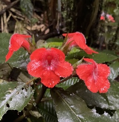 Nautilocalyx erytranthus