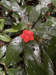 Nautilocalyx erytranthus
