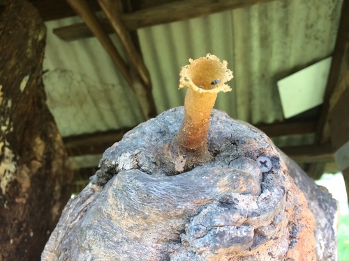 Chicopipe (Nannotrigona perilampoides)