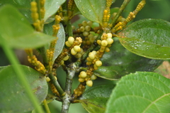 Phoradendron woodsonii