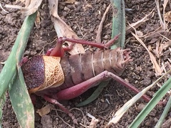 Psorodonotus