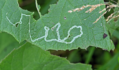 Phytomyza lappae