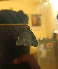 Lymantria ampla