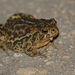 Canadian Toad - Photo (c) Sandra Coté, some rights reserved (CC BY-NC-ND), uploaded by Sandra Coté
