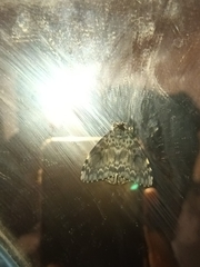 Lymantria ampla