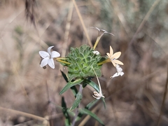 Collomia grandiflora