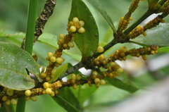 Phoradendron woodsonii