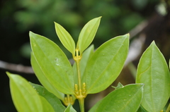 Phoradendron woodsonii