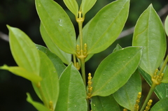 Phoradendron woodsonii