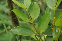 Phoradendron woodsonii