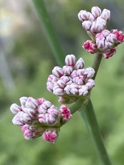 Eriogonum elatum